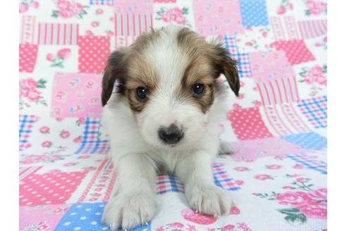 成約済の千葉県のパピヨン-112144の4枚目